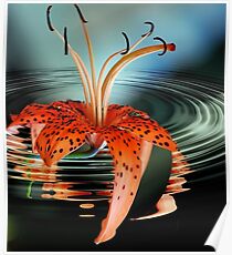 Water Lilly Poster