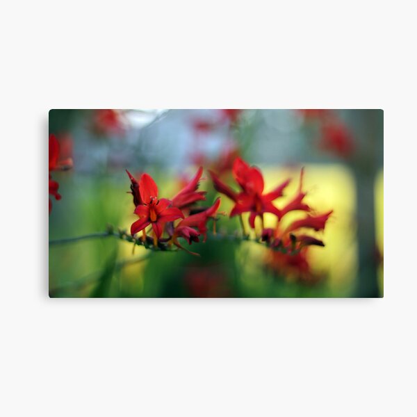 ❀ A Vivid Dream ❀ Canvas Print