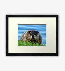 WOODCHUCK Framed Print