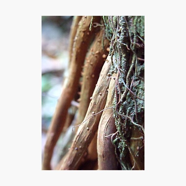 roots Photographic Print