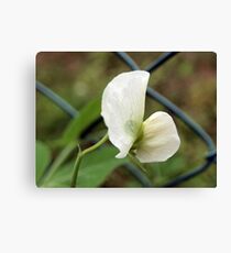 Sweet Pea Canvas Print