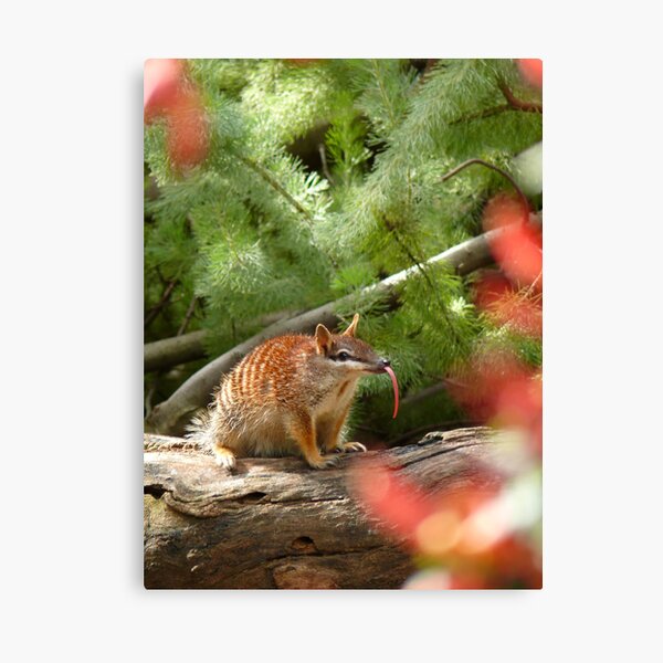 He's Not being Rude! Canvas Print