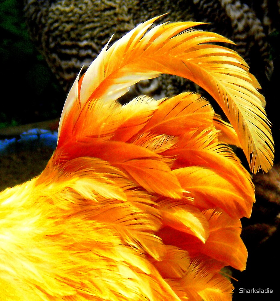 "Chicken's Bum" by Sharksladie Redbubble