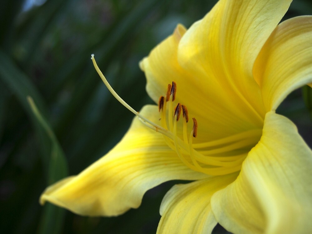Yellow Daylily from A Gardener's Notebook by Douglas E.  Welch