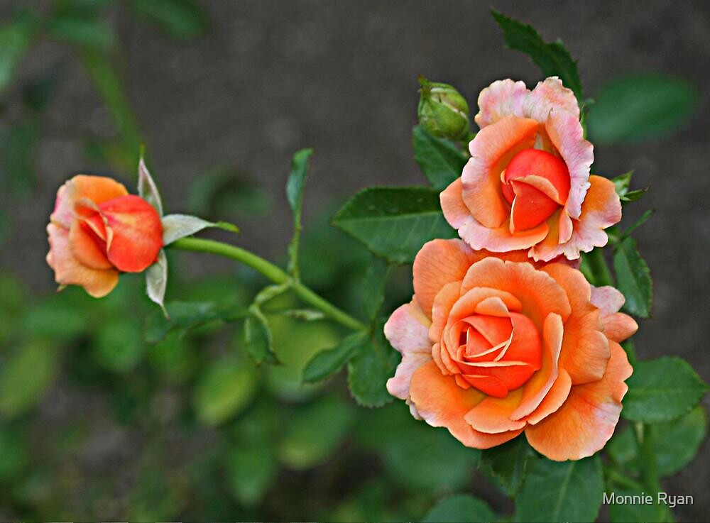 Three Peach Roses