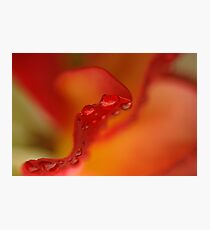 Curves Photographic Print