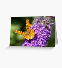 Comma butterfly Greeting Card
