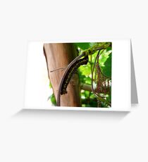 Pre butterfly Greeting Card