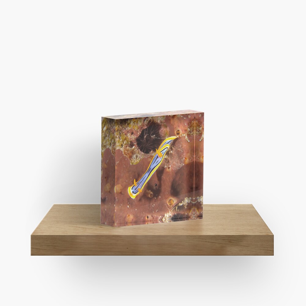Nudibranch - Chromodoris elisabethina Acrylic Block