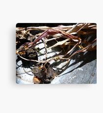 In Contrast to life Canvas Print