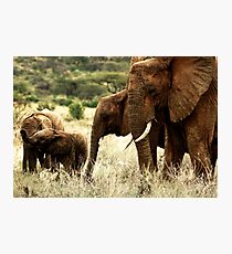 Samburu Photographic Print
