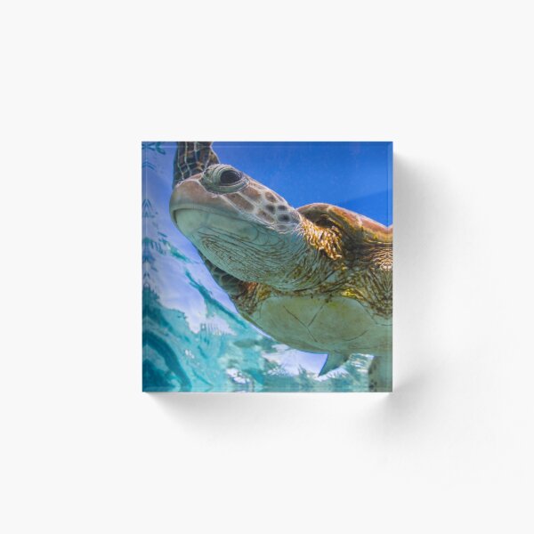 Beauty - print Acrylic Block