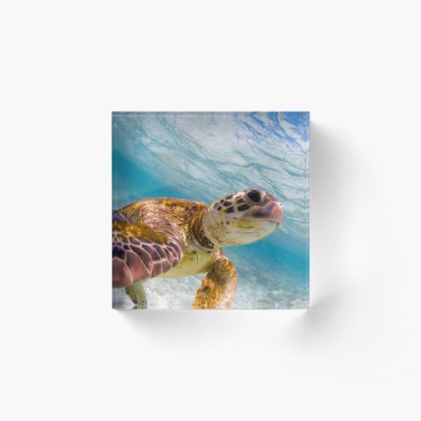 Turtle selfie - print Acrylic Block