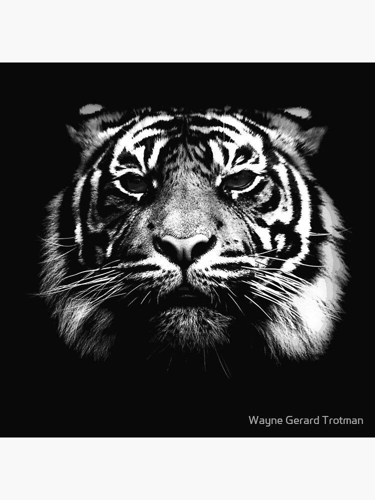 Illustrated Tiger by redmoondragon