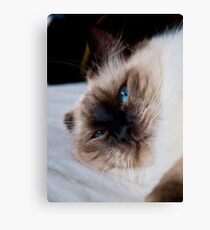Gotcha! Canvas Print