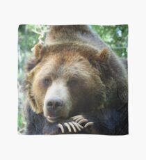 Grizzlybär im Colorado Rockies-Sommerschatten Tuch