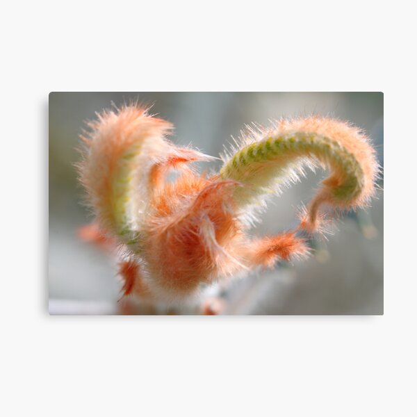 Banksia victoriae Canvas Print