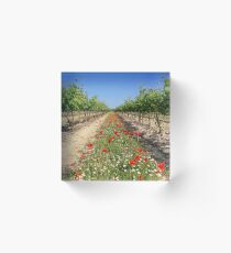 Wine growing at spring time Acrylblock