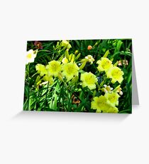 Daffodils Greeting Card