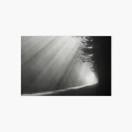 Redwood National Forest Art Board Print