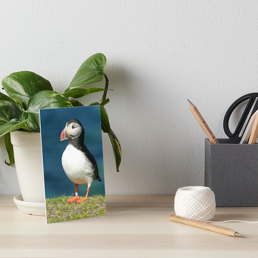 Posing Puffin III Art Board Print