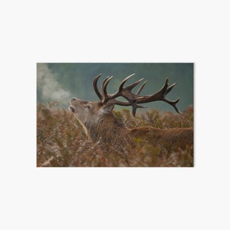 Red Deer Stag Art Board Print