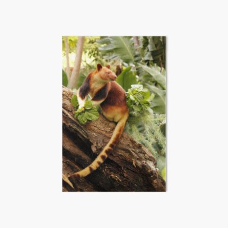 Goodfellows' Tree Kangaroo Art Board Print