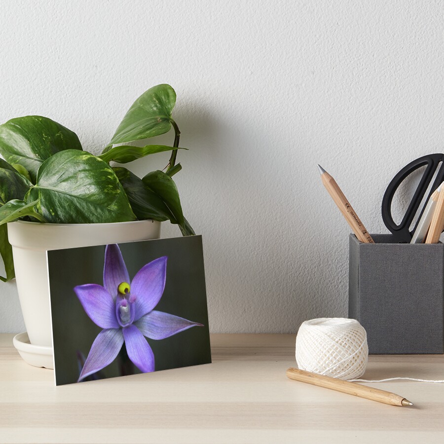 Thelymitra pauciflora Art Board Print