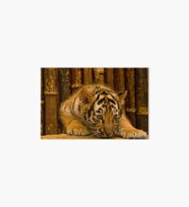 Bengal Baby Galeriedruck