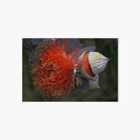 Eucalyptus macrocarpa Art Board Print