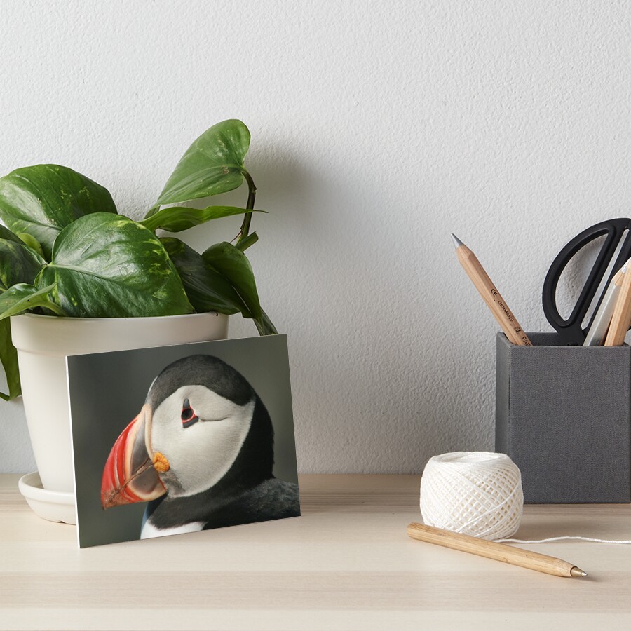Puffin head Art Board Print