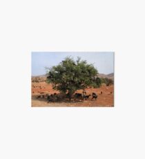 Goats in Trees Galeriedruck