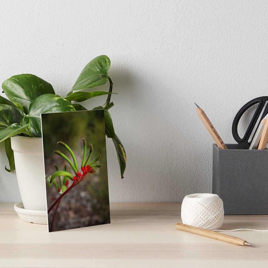 Kangaroo Paw Art Board Print