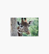 Peeking Giraffe Galeriedruck
