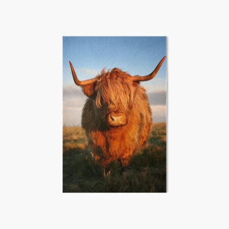 Highland Cow Art Board Print