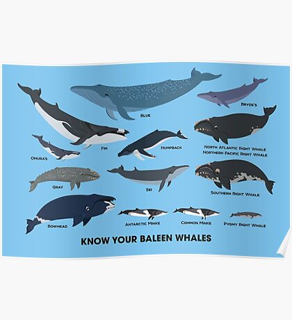 baleen whales essay baleen whales essay