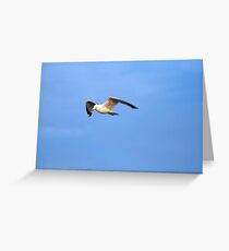 Seabird Greeting Card