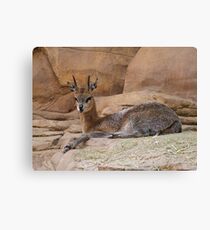 Prongs Canvas Print