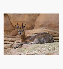 Prongs Photographic Print