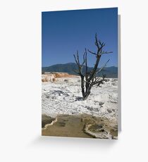 Dead Tree at Mammoth Hot Springs Greeting Card
