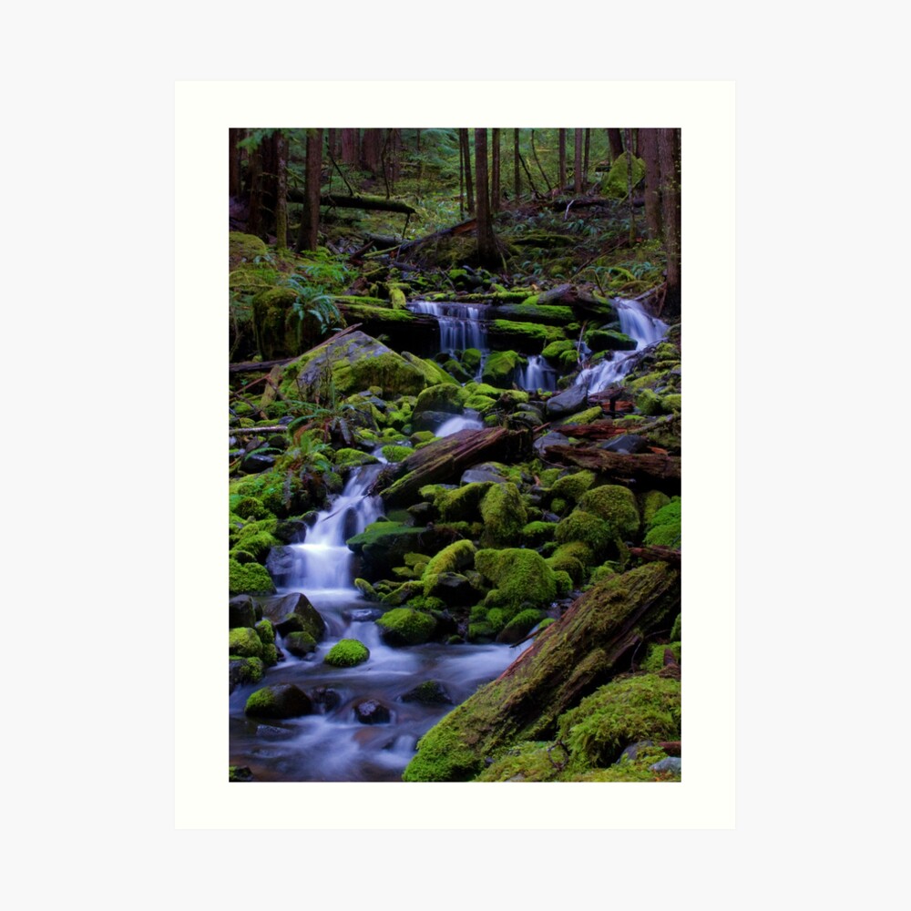 Forest Voices Art Print