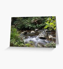 Washpool National Park, NSW, Australia Greeting Card