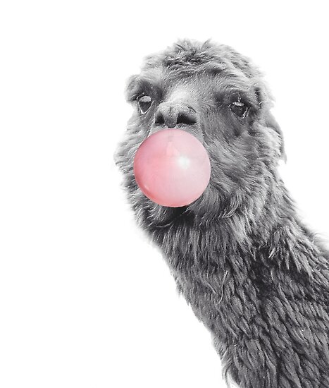 Cute Llama Alpaca Blowing Bubble Gum Poster By Colorflowart Redbubble