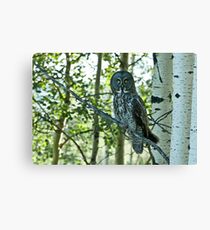 Great Grey Canvas Print