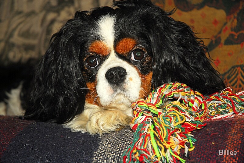 tri colour cavalier king charles spaniel soft toy