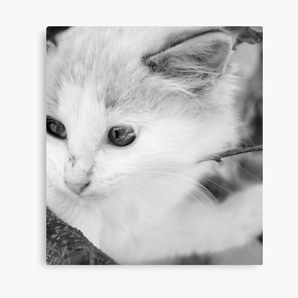Little Grey Ferguson Canvas Print
