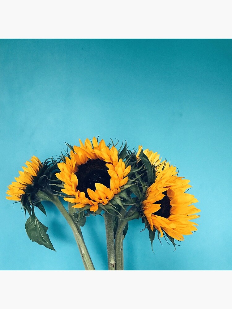 Sunflowers by franceslewis