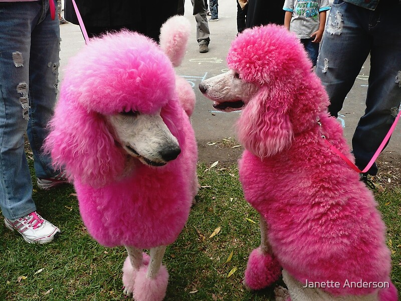 "Pink Poodles" by Anderson Redbubble