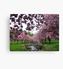 Blossom Beauty - Hurd Park Canvas Print
