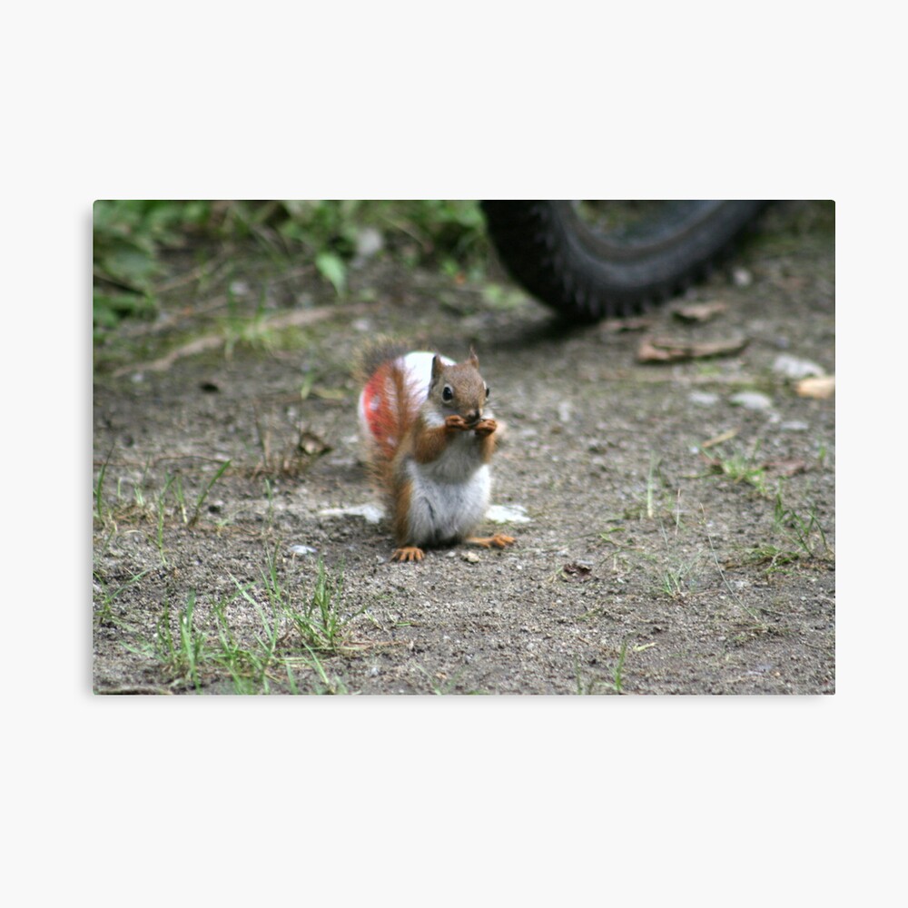 I found it first! Canvas Print